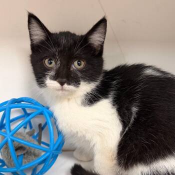 Domestic Short Hair Cats Available for Adoption - Porsche | PetCurious