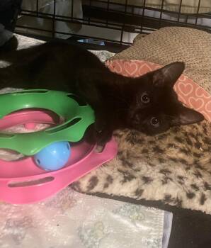 Mambo No. 5 -  Domestic Short Hair Cat for Adoption in INDN HBR BCH, Florida - Mambo No. 5 | PetCurious