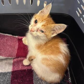 Walter -  Domestic Short Hair Cat for Adoption in Columbus, Georgia - Walter | PetCurious