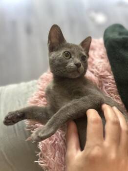 Corellia -  Russian Blue and Domestic Short Hair Cat for Adoption in Dallas, Texas - Corellia | PetCurious