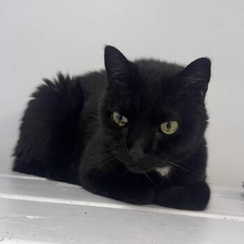 Rescue Domestic Short Hair Cats for Adoption in East Northport, New York - Blackie | PetCurious