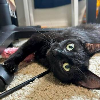 Domestic Short Hair Cats Available for Adoption in Chicago, Illinois - Sonora (aka Midnight) | PetCurious