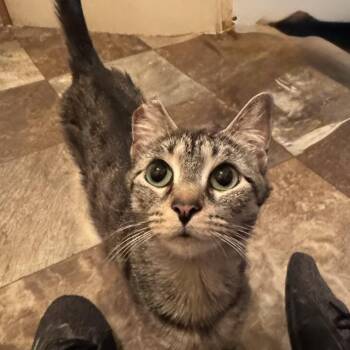 Rescue Domestic Short Hair Cats for Adoption in North Tonawanda, New York - Gracie | PetCurious