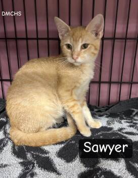 Sawyer -  Domestic Short Hair Cat for Adoption in Burlington, Iowa - Sawyer | PetCurious