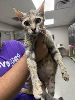 A185618 -  Domestic Short Hair Cat for Adoption in Pasadena, Texas - A185618 | PetCurious