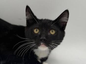 Twig -  Domestic Short Hair Cat for Adoption in Portland, Oregon - Twig | PetCurious