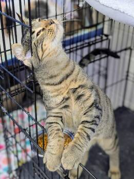 Rescue Domestic Short Hair and Tabby Cats for Adoption in Greensboro, North Carolina - Saura | PetCurious