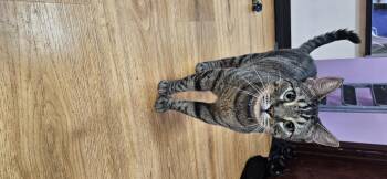 Rescue Domestic Short Hair Cats for Adoption in Rochester, New York - Stryker | PetCurious