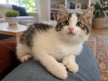 Mona Lisa MD (polydactyl) -  Tabby Cat for Adoption - Mona Lisa MD (polydactyl) | PetCurious