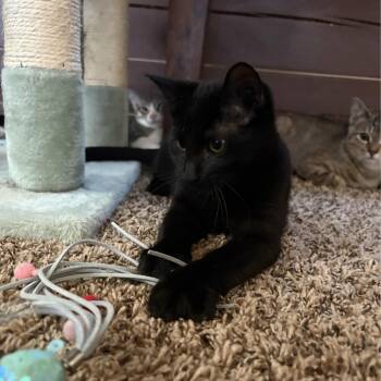 Moon -  Domestic Short Hair Cat for Adoption in Bentonville, Arkansas - Moon | PetCurious