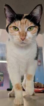 Dolly -  Domestic Short Hair Cat for Adoption in Stanwood, Washington - Dolly | PetCurious