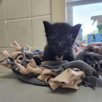 Wallaby -  Domestic Short Hair Cat for Adoption in Windsor, Virginia - Wallaby | PetCurious