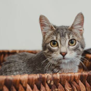 Tabby Cats Available for Adoption - Sage | PetCurious