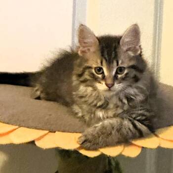 Figaro -  Domestic Long Hair Cat for Adoption in Michigan City, Indiana - Figaro | PetCurious