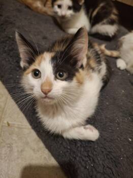 Edith S. -  Domestic Short Hair Cat for Adoption in West Peoria, Illinois - Edith S. | PetCurious