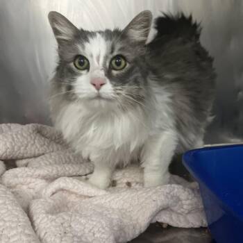 Domestic Long Hair Cats Available for Adoption - Squirt | PetCurious