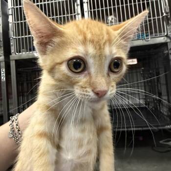 Pogo -  Domestic Short Hair Cat for Adoption in Idaho Falls, Idaho - Pogo | PetCurious