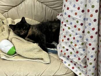 Rescue Domestic Short Hair Cats for Adoption in Brighton, Michigan - Lion | PetCurious