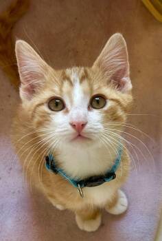 Tabby Cats Available for Adoption in Jackson, Georgia - Ace Sid & Tex Kittens  | PetCurious