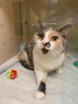 Domestic Short Hair Cats Available for Adoption in Christiansburg, Virginia - Snowy | PetCurious