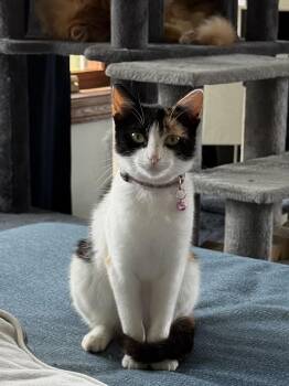 Calypso -  Calico Cat for Adoption in Galesville, Wisconsin - Calypso | PetCurious
