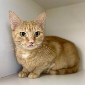 Michele -  Domestic Short Hair Cat for Adoption in Champaign, Illinois - Michele | PetCurious