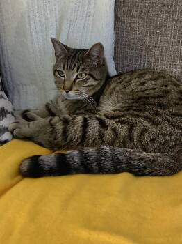 Domestic Short Hair Cats Available for Adoption -  Tatum - Purrfect Velcro Cat Dog | PetCurious