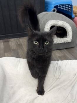 Griselda -  Domestic Medium Hair Cat for Adoption in West Mifflin, Pennsylvania - Griselda | PetCurious