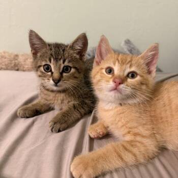 Frank -  Domestic Short Hair Cat for Adoption in Kenosha, Wisconsin - Frank | PetCurious