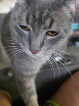 Juniper (boogie) -  Domestic Short Hair Cat for Adoption in Kennewick, Washington - Juniper (boogie) | PetCurious