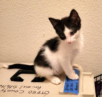 Rescue Domestic Medium Hair Cats for Adoption in Broomfield, Colorado - PIXEL | PetCurious