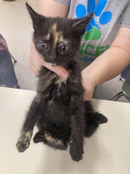 Domestic Short Hair Cats Available for Adoption in Burnsville, North Carolina - Haka | PetCurious