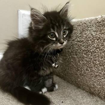 Emily -  Domestic Short Hair Cat for Adoption in Chesapeake, Virginia - Emily | PetCurious