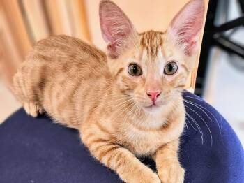 Rescue Domestic Short Hair Cats for Adoption in Woodstock, Illinois - Mark | PetCurious