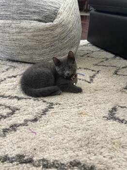 Maybel -  Domestic Short Hair and Russian Blue Cat for Adoption in Dallas, Texas - Maybel | PetCurious