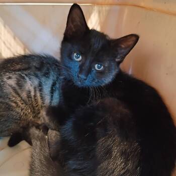 Glacier -  Domestic Short Hair Cat for Adoption in Lynchburg, Virginia - Glacier | PetCurious