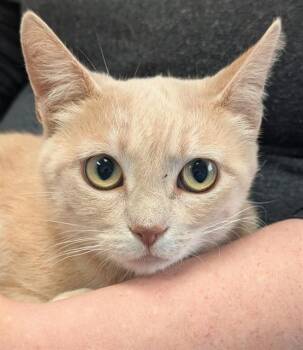 BUFFY -  Domestic Short Hair Cat for Adoption in Canfield, Ohio - BUFFY | PetCurious
