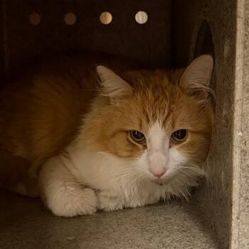 Star Star -  Domestic Medium Hair Cat for Adoption in Philadelphia, Pennsylvania - Star Star | PetCurious