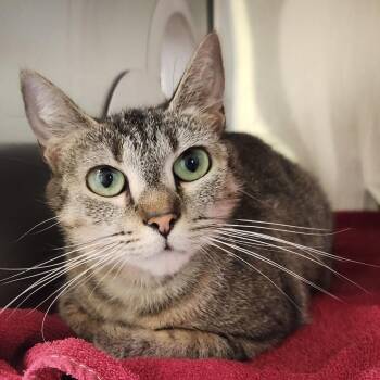 Domestic Short Hair Cats Available for Adoption in Asheville, North Carolina - Chito | PetCurious