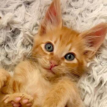 Kevin Richardson -  Domestic Medium Hair Cat for Adoption in Las Vegas, Nevada - Kevin Richardson | PetCurious