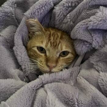 Sunny -  Domestic Short Hair Cat for Adoption in Temecula, California - Sunny | PetCurious