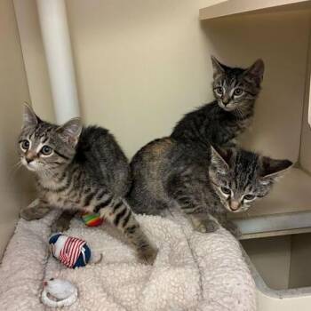 Domestic Short Hair Cats Available for Adoption in Dayton, Ohio - Twix | PetCurious