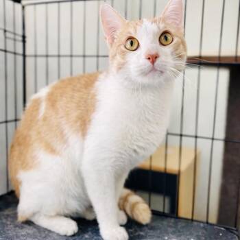 Domestic Short Hair Cats Available for Adoption - Jasper | PetCurious