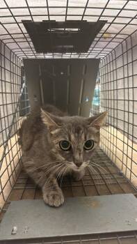 McCalip Feral 4 -  Domestic Short Hair Cat for Adoption in New Braunfels, Texas - McCalip Feral 4 | PetCurious