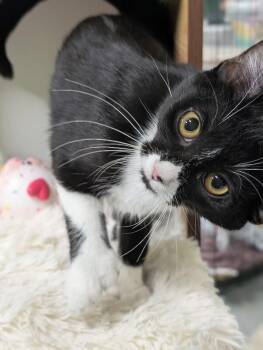 Abbie -  Domestic Short Hair and Extra Toes Cat Hemingway Polydactyl Cat for Adoption in Adrian, Michigan - Abbie | PetCurious