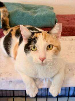 Domestic Short Hair and Calico Cats Available for Adoption in San Jose, California - Callie | PetCurious