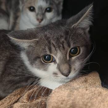 Loretta -  Domestic Short Hair Cat for Adoption in Kennebunk, Maine - Loretta | PetCurious