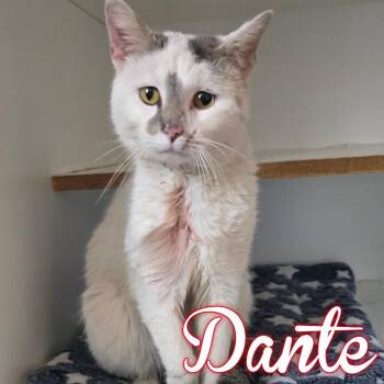 Domestic Short Hair Cats Available for Adoption in Hillsboro, Ohio - Dante | PetCurious
