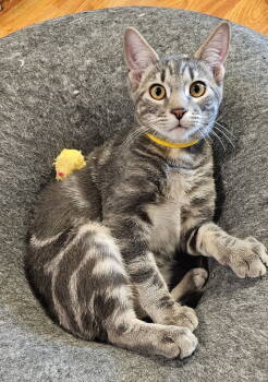 Rescue Domestic Short Hair Cats for Adoption in Mission Viejo, California - Mint Julep | PetCurious