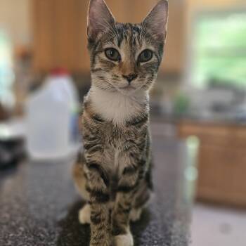 Gabrielle -  Domestic Short Hair Cat for Adoption in Richmond, Virginia - Gabrielle | PetCurious